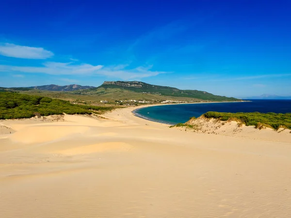 Sosen Lasu Kamienia Pobliżu Plaży Bolonia Tarifa Południowa Hiszpania Costa — Zdjęcie stockowe