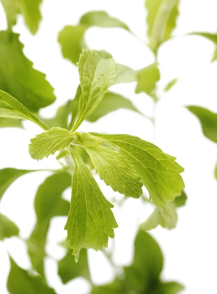 Stevia Menutup Shot Latar Belakang — Stok Foto