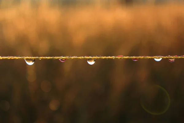 Close Gotas Chuva Limpas Corda — Fotografia de Stock