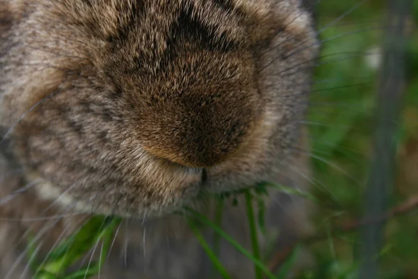 Нос Кролика Крупным Планом — стоковое фото