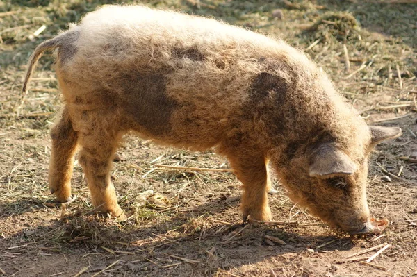close-up of cute little pig on farm
