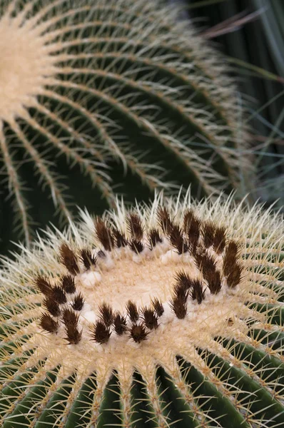 Złota Piłka Kaktus Echinocactus Grusonii Meksyk — Zdjęcie stockowe