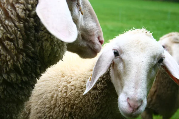 Schafe Auf Einer Weide Zeitigen Frühling — Stockfoto