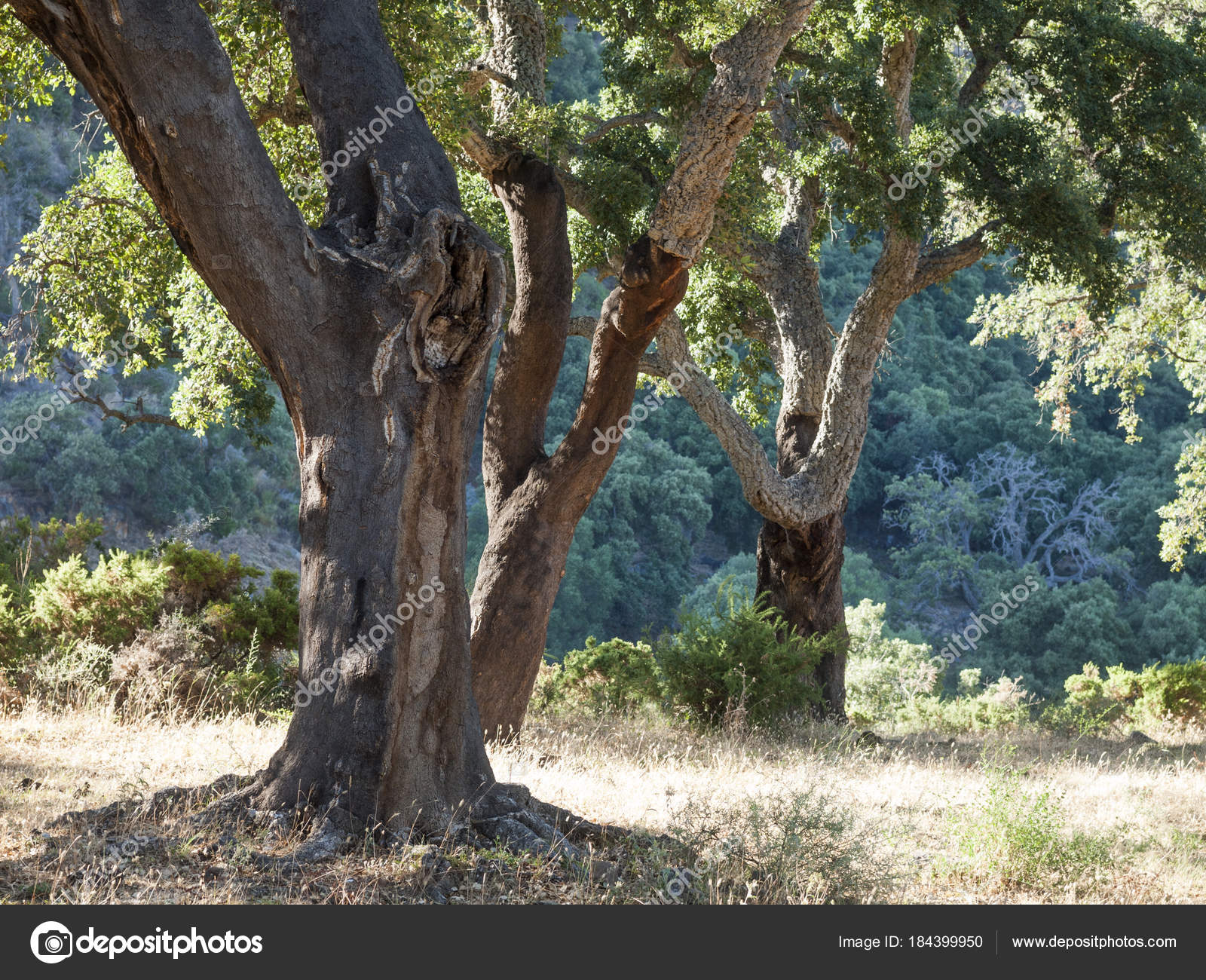 Cork Oak Trees Spain Algeciras Nature Park Los Alcornocales Stock Photo