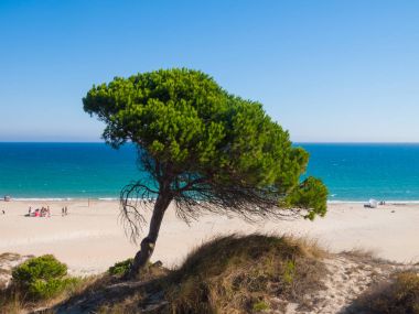Baum - Bolonia Beach, Tarifa, İspanya, Costa De La Luz bir çam ağacı ile