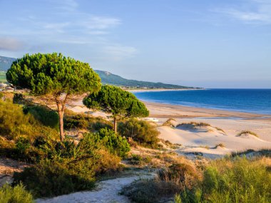 Bolonia Beach, Tarifa, İspanya, Costa De La Luz'da taşlı çam ağaçları