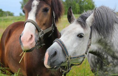 yakın çekim yeşil çayır üzerinde güzel atlar