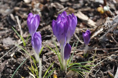 Çiçekleri üzerinde arka plan bahar çiçek 