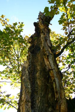 Mavi gökyüzü arka plan üzerinde güzel uzun sonbahar ağaç 