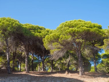Taş Forest Pines Bolonia Beach, Tarifa, İspanya, Costa De La Luz yakınındaki