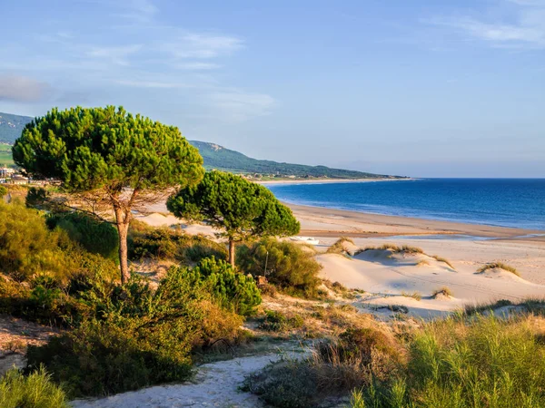 Strand Von Bolonia Tarifa Spanien Costa Luz Mit Kiefern — Stockfoto