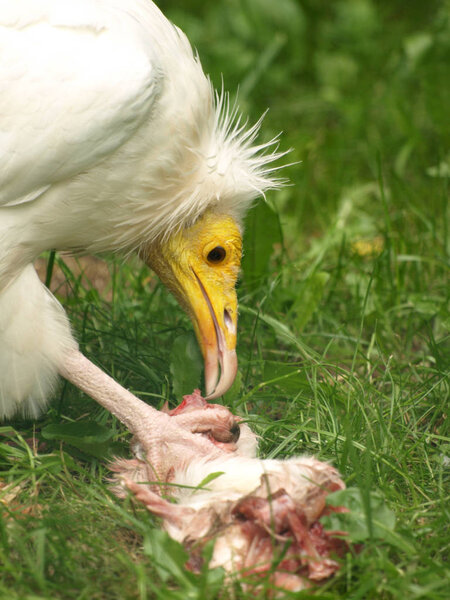 Egyptian Vulture Eating Dead Animal