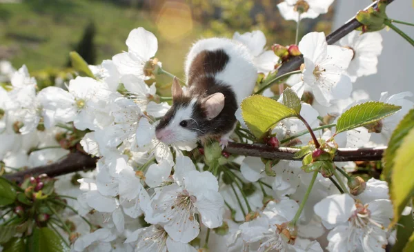 Apel Blossom Yang Indah Dengan Bunga Putih Dan Tikus Pohon — Stok Foto