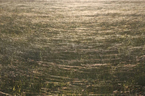 Prairie Avec Herbe Verte Été Gros Plan — Photo