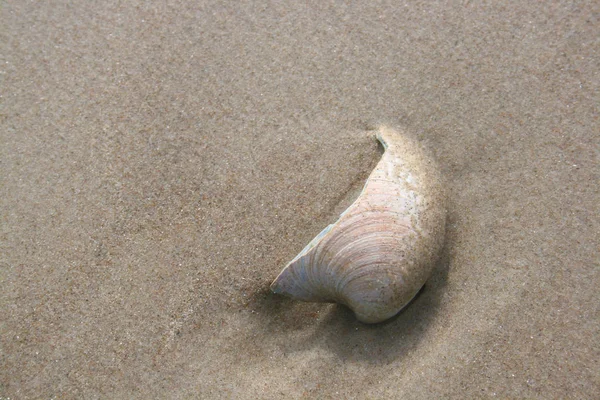 Close Photo Colored Seashells Scallops Background — Stock Photo, Image