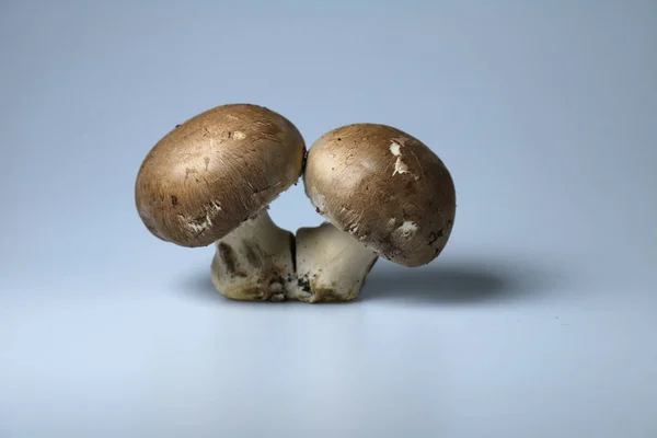 Close Fresh Mushrooms Blue Table — Stock Photo, Image