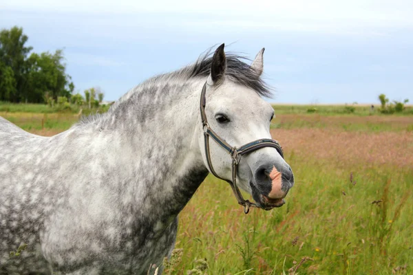 緑の草原の美しい馬のクローズ アップ — ストック写真