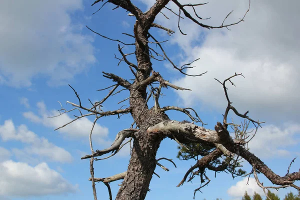 Arbre Crocheté Dans Une Région Maure — Photo