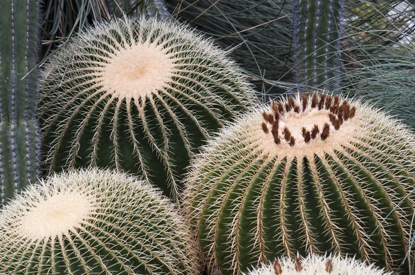 Golden Ball Cactus Echinocactus Grusonii Мексика — стоковое фото