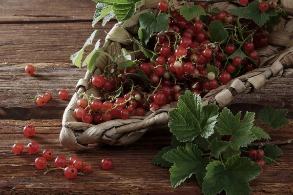 Nahaufnahme Von Frischen Rohen Roten Johannisbeeren — Stockfoto