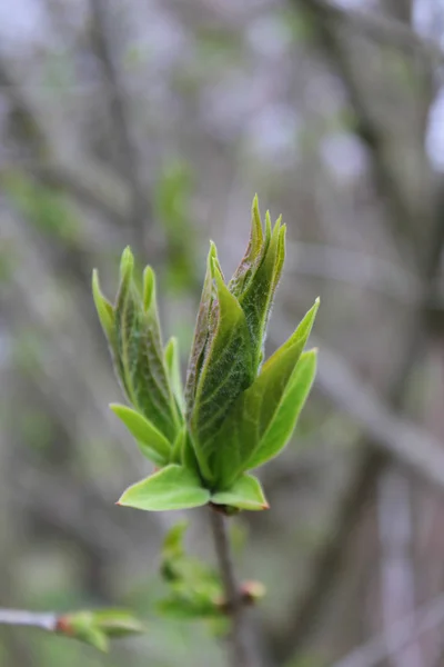 Närbild Gröna Färska Blad — Stockfoto