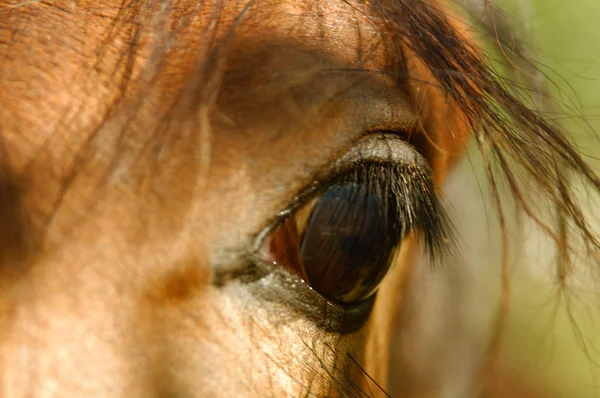Kůň Zblízka Záběr — Stock fotografie