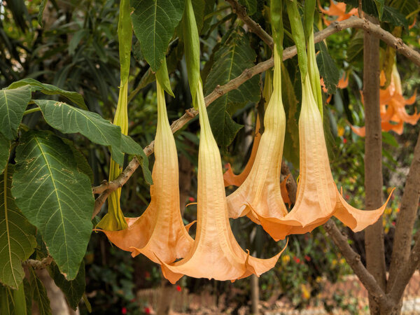 Басом о игрушечном ангеле
 