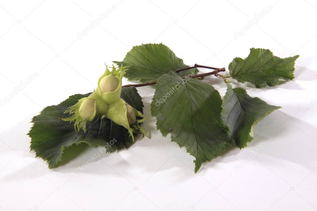 Common Hazel Branch With Unripe Nuts