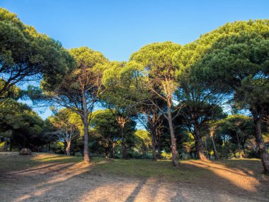 Taş Çam Ormanı, Bolonya, Tarifa, Endülüs, Costa De La Luz, İspanya