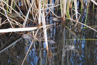yeşil kurbağa bir su birikintisi içinde yakın çekim fotoğraf