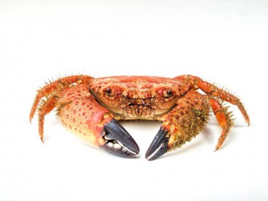 Beyaz arka plan üzerinde izole haşlama yengeç 