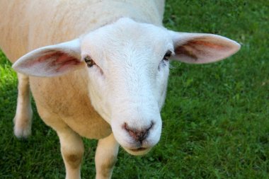 Koyun atış kapatın