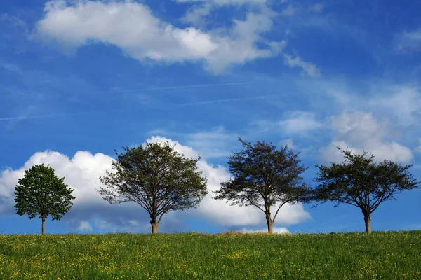 Bomen Groeien Groene Weide Met Blauwe Lucht Achtergrond — Stockfoto