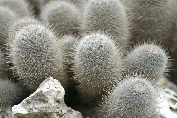 Mexikói Mammilyaria Geminispina Kaktuszok Közeli — Stock Fotó