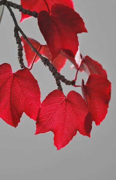 Ветви Красными Листьями Дикой Лозы — стоковое фото