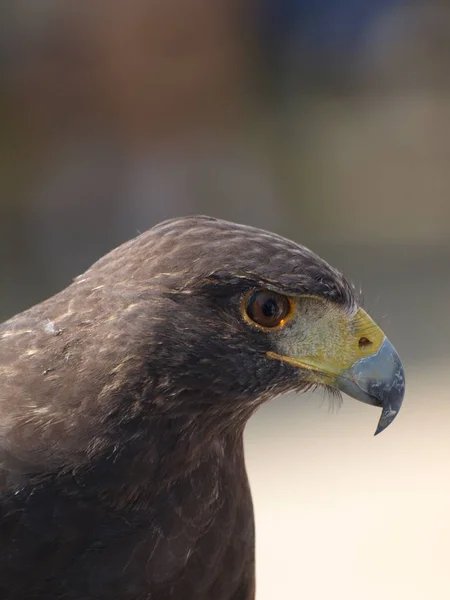 Hawk Yakın Çekim Fotoğraf Bulanık Arka Plan Üzerinde — Stok fotoğraf