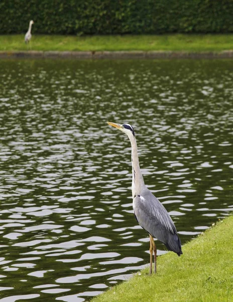 Primo Piano Foto Uccelli Selvatici Sulla Natura — Foto Stock