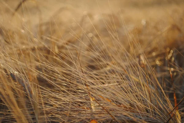 大麦のクローズ アップ 自然の概念 — ストック写真