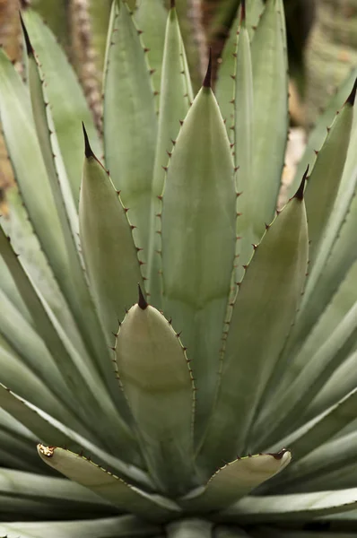 Zbliżenie Zdjęcie Zielony Kaktus Agave Macroacantha — Zdjęcie stockowe