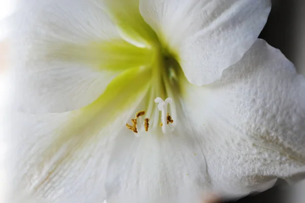 Flores Flor Blanca Primavera Para Fondo — Foto de Stock