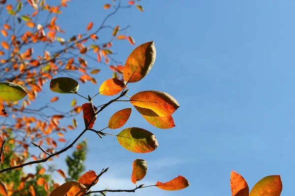 Zweige Mit Orangen Herbstblättern Auf Blauem Himmel Hintergrund — Stockfoto