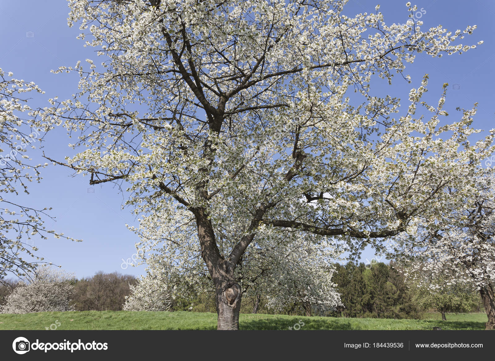 Belle Fleur Pommier Fleurs Blanches Sur Arbre Photographie
