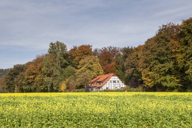 Kestane ağacı sonbahar Aesculus Hippocastanum kötü Iburg, Osnabruecker arazi, Aşağı Saksonya, Almanya