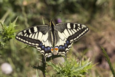 Papilio machaon, Swallowtail kelebek İtalya, Europe