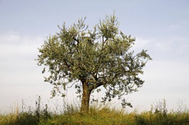 İtalya, Europe taze yeşil zeytin ağacının fotoğraf