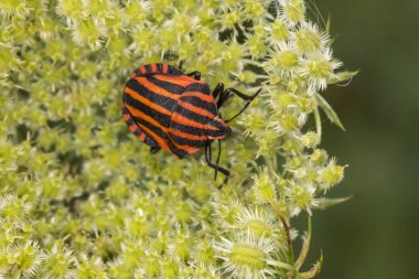 Graphosoma Lineatum, kalkan hata Aşağı Saksonya, Almanya, Avrupa