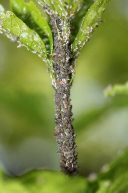 bitki bitleri yeşil ağaç yaprakları, yakın çekim 