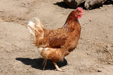 kırsal zeminde güzel safkan kahverengi tavuk 