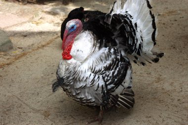 bir çiftlikte Türkiye kuş yakın çekim fotoğraf
