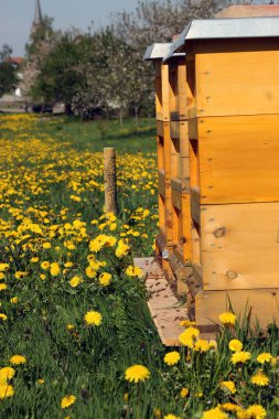Çayır sarı karahindiba çiçekli